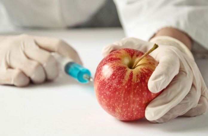 Er GMO-mat helseskadelig?